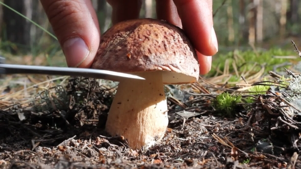 White Mushroom Cut With a Knife In The Woods