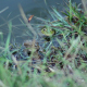 Frogs Camouflage - VideoHive Item for Sale