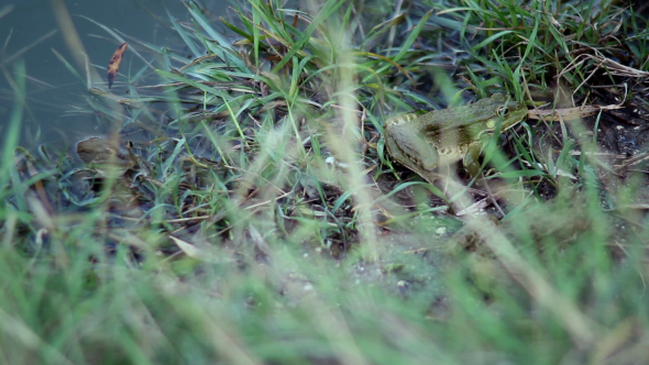 Frogs Camouflage