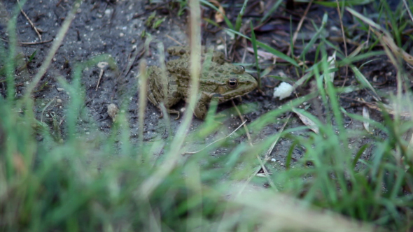 Leopard Frog Jump