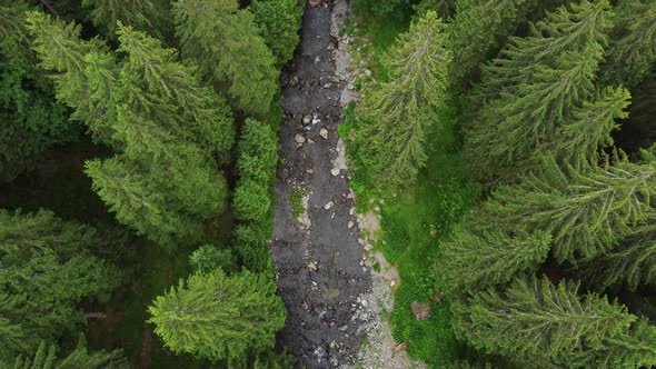 Top Down View of Green Pine Forest and Wild River with Rapids on a Sunny Day