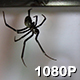 Black Widow Spider in Window - VideoHive Item for Sale