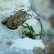 Leopard Frog Camouflaged on Rock - VideoHive Item for Sale