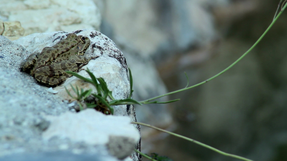 Leopard Frog Camouflaged on Rock