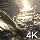 Sunset Water - VideoHive Item for Sale