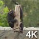 Chimpanzee - VideoHive Item for Sale