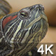 Turtle - VideoHive Item for Sale
