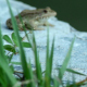 Frogs Sitting on Rock - VideoHive Item for Sale