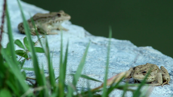 Frogs Sitting on Rock