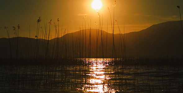 Reeds in The Sun