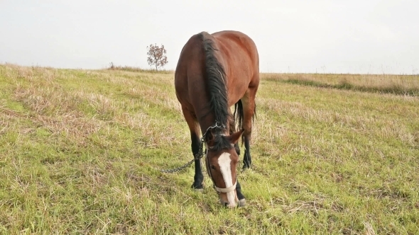 Horse At The Green Grass Meadow