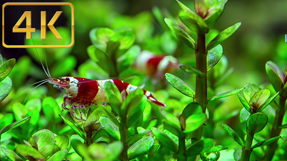 Shrimps And Plants