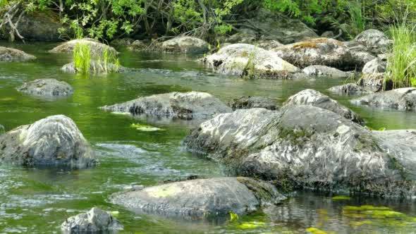 Moss on Stones in a Small Forest River