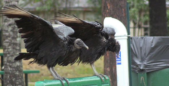 Black Vultures