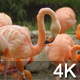 Flamingos - VideoHive Item for Sale