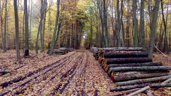 Autumn forest full of trees arranged in a stack