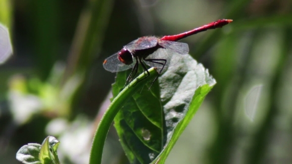 Dragonfly On a Branch Plant.