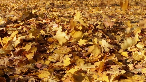 Yellow Leaves Fall To The Ground In The Autumn