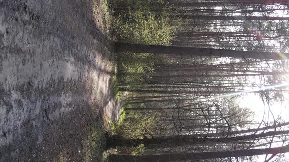 Vertical Video of a Road in the Forest Slow Motion