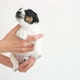 Puppy Sleeping in the Owners Hands - VideoHive Item for Sale