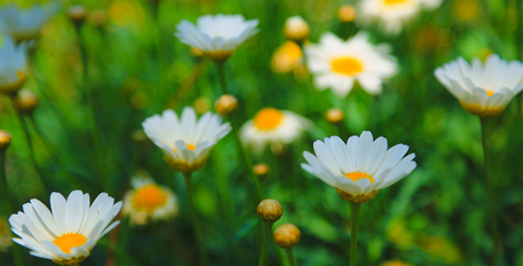 Daisies