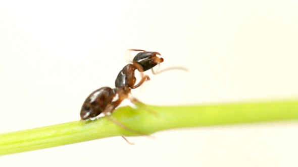 Ant On White Background