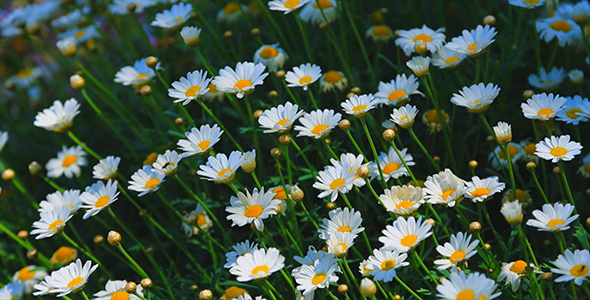 Wild Daisy