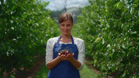 Agronomist Present Harvested Cherry in Orchard