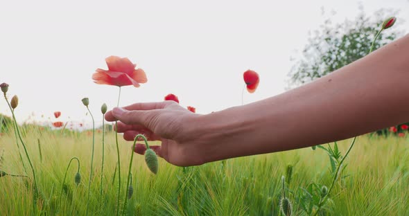 Woman Touches Red Poppy Flower on Field of Rye