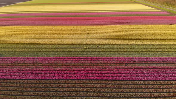 Beautiful colourful tulip fields in Netherlands, 4K aerial view