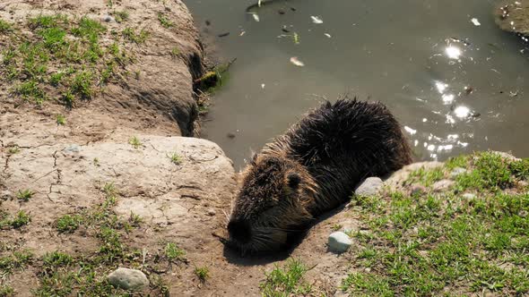 A close-up of a nutria in pond