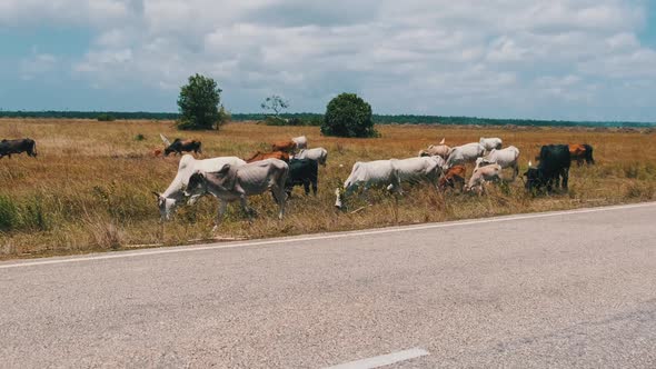 Herd of African Humpback Cows Walking at the Side of the Asphalt Road Zanzibar