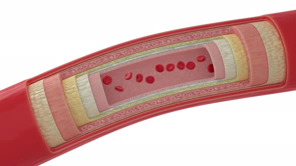 Animation Of X-Ray Scan Of Healthy Blood Cells In Artery For Biology Research alt