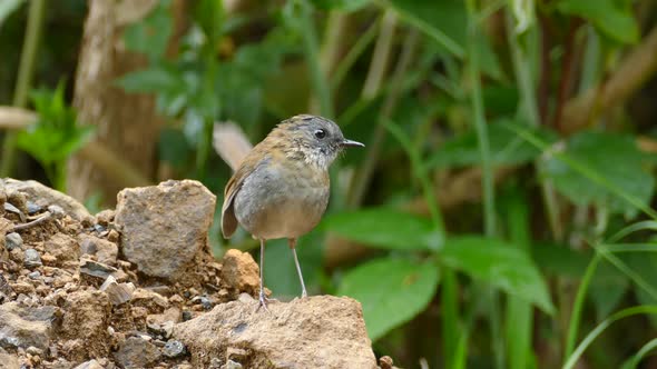 Super cute little Robin (bird) flapping his wings and looking around.