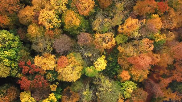 Landscape of a forest in beautiful fall colors reflected in the still waters of a calm river. Top vi