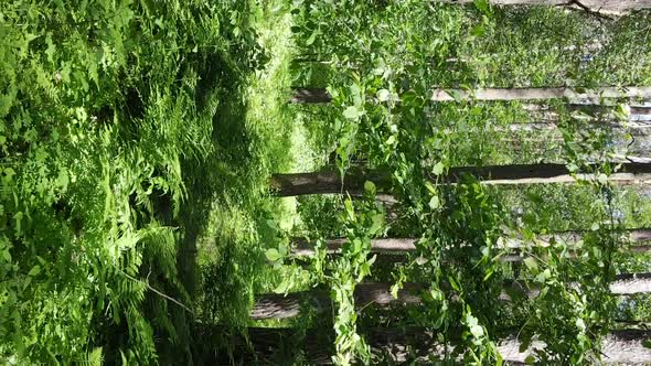 Vertical Video Aerial View Inside a Green Forest with Trees in Summer