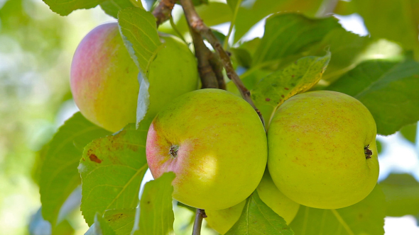 Ripe Apples