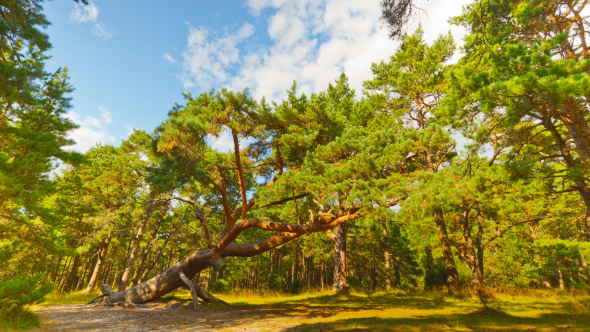 Sloping Pine In The Forest alt