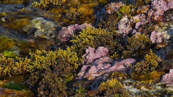 Marine Plants In The Surf