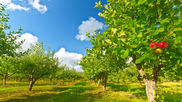 Apple Orchard With Ripe Apples