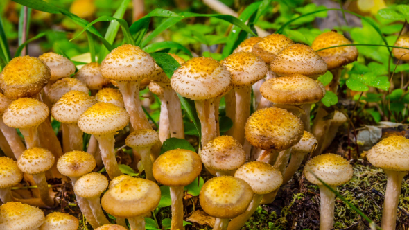 Forest Mushrooms