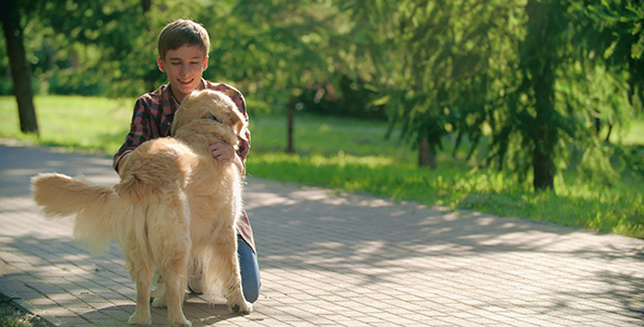 Training an Obedient Dog 