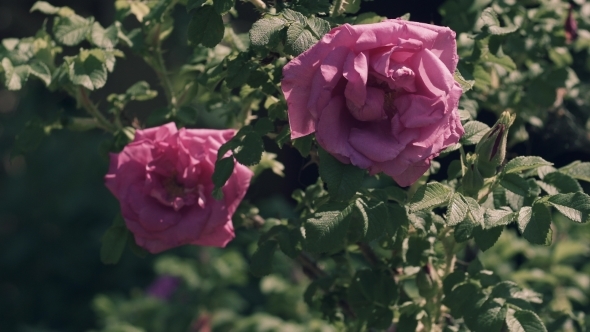 Flowers Of a Dogrose, Windy Weather, Rose Dog