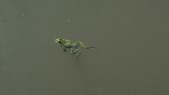 Frog Swimming In a Pond