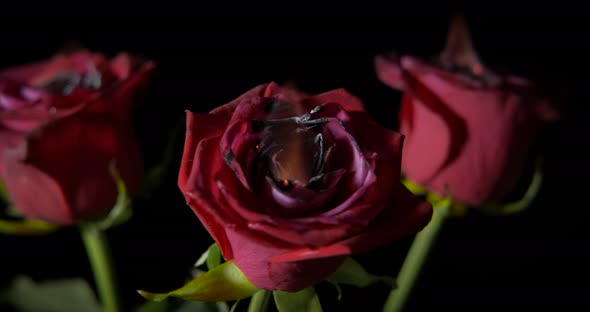 Blooming dark red roses. 