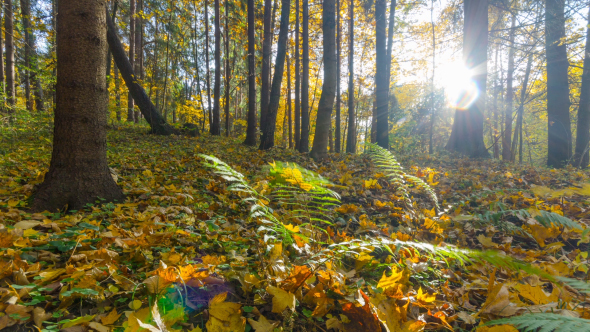 Autumn Forest And The Sun