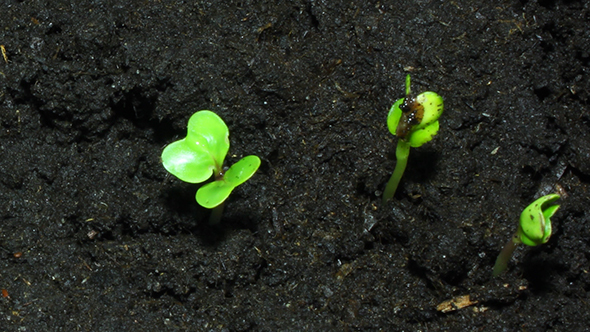 Green Sprouts On Organic Soil