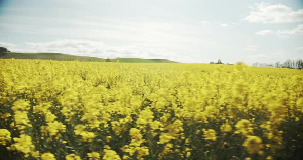 Dancing Canola Plants Along with the Wind and a Beautiful Lush Green Field