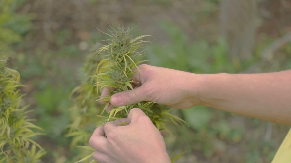 Homegrown Marijuana Plant