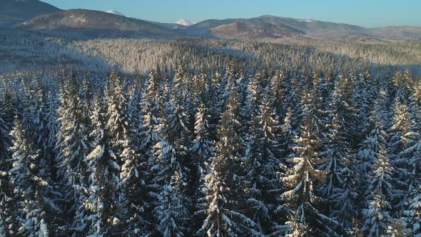 Flying Over Frozen Snowy Pine Trees in the Winter Mountains Snowy Peaks Sunny Winter Morning